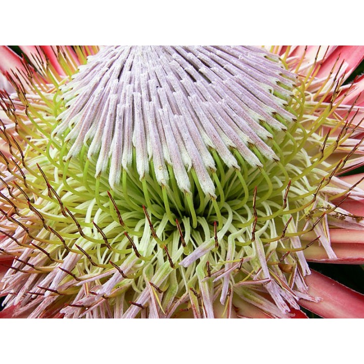 Cynaroid Protea 'Summer' - 4 seeds