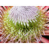 Cynaroid Protea 'Summer' - 4 seeds