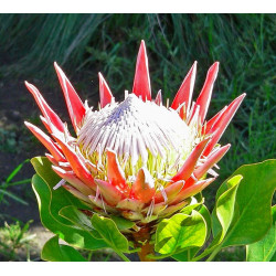 Cynaroid Protea 'Summer' - 4 seeds