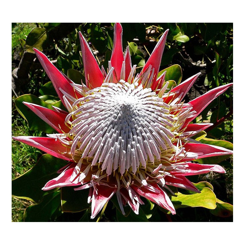 Protea cynaroides 'Invierno' - Sobre 5 semillas