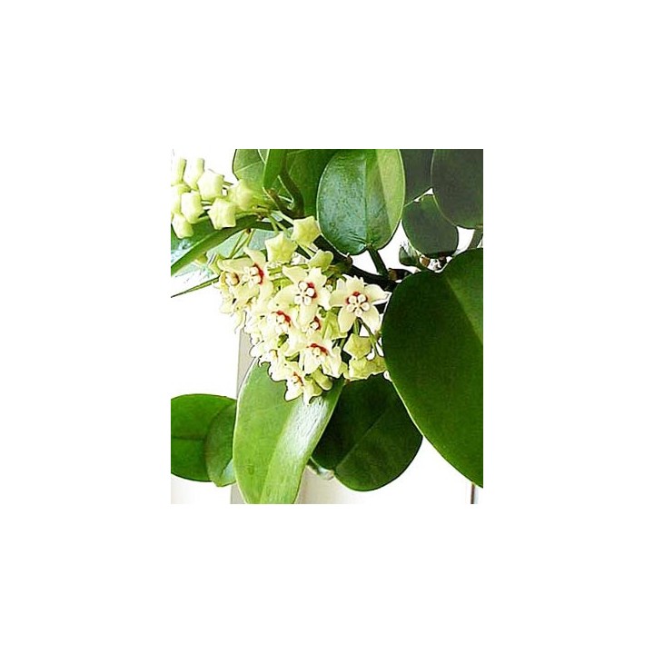 Hoya Australis- 1 cutting root