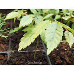 Zelkova serrata - 1 planta joven