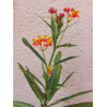 Asclepias curassavica - 1 planta