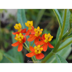 Asclepias curassavica - 1...