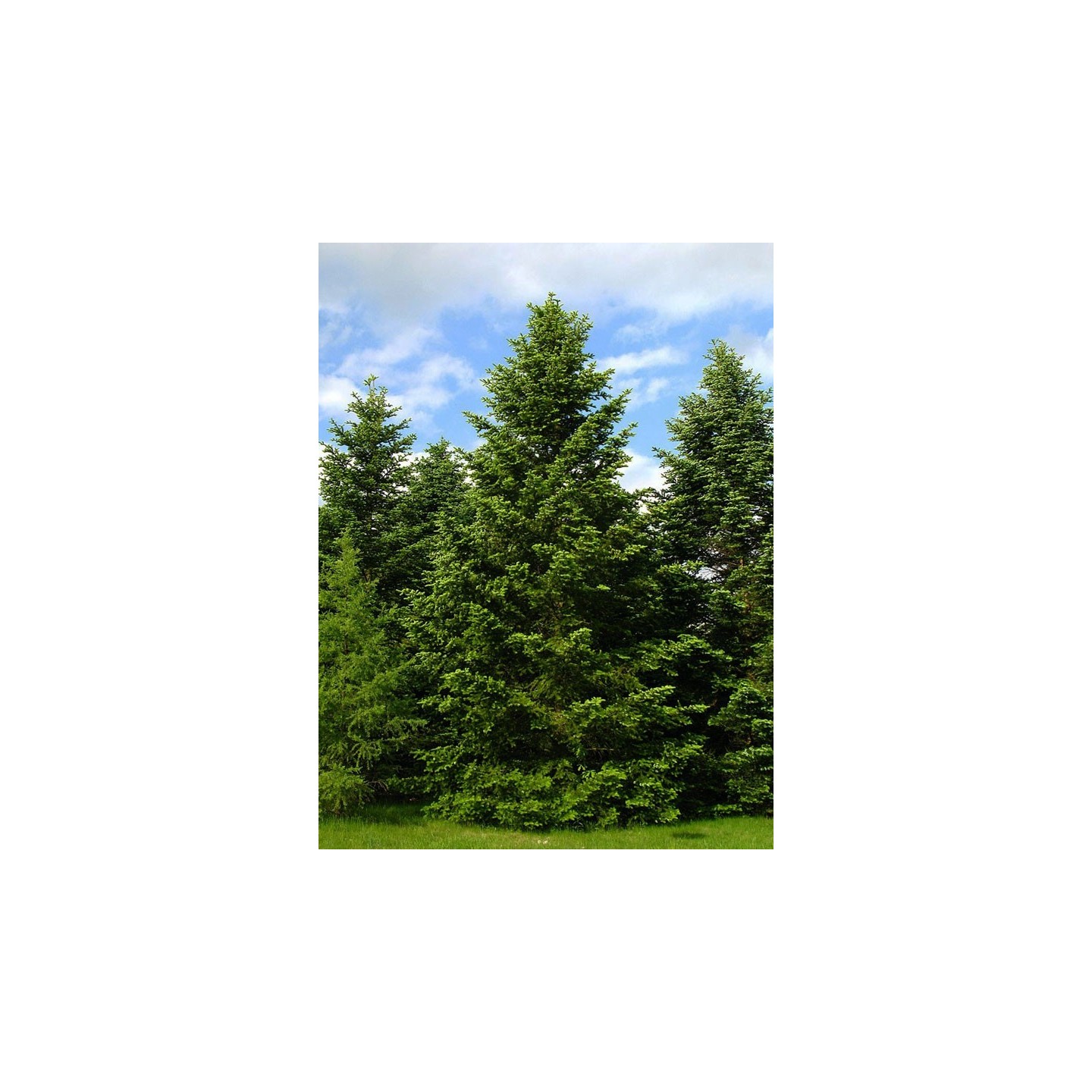 Abies nordmanniana Seeds | Hardy Christmas Tree Fir