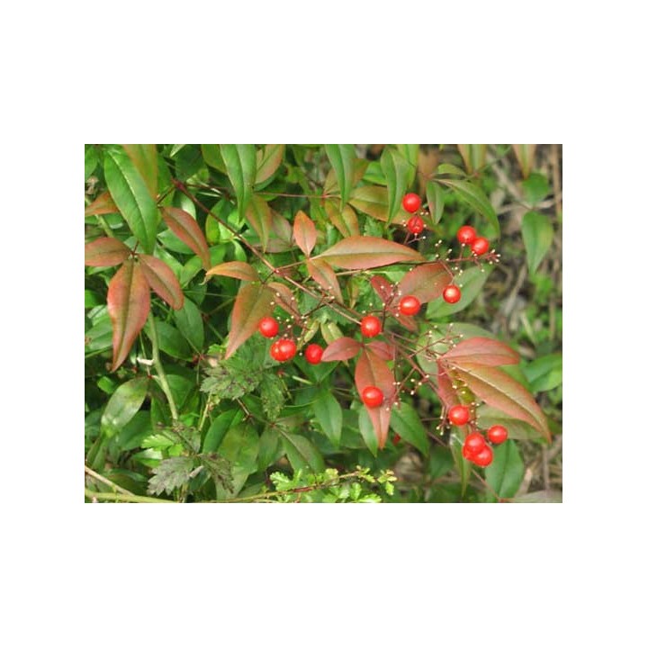 Nandina domestica