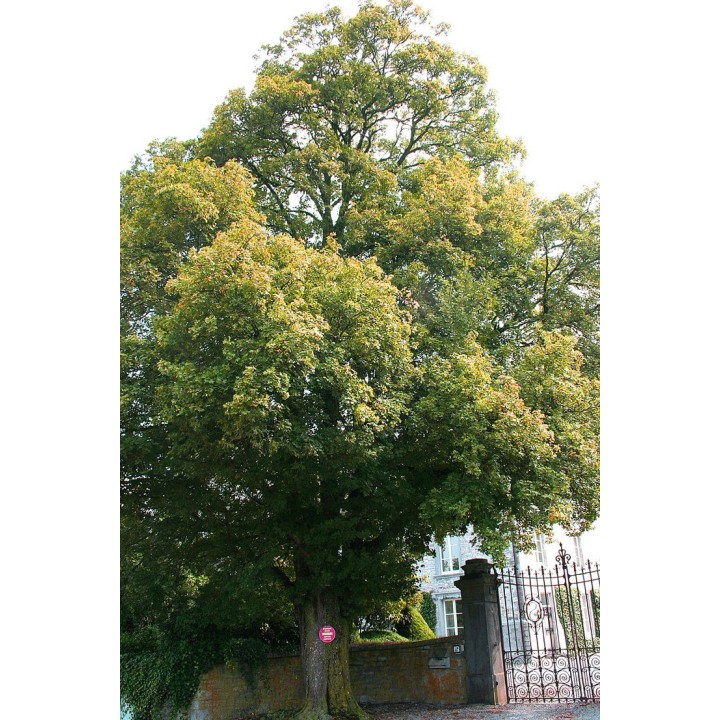 Field maple - 8 seeds