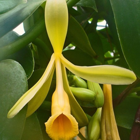 Vanilla - 1 plant