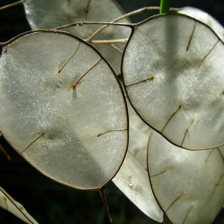Honesty, White - Seeds