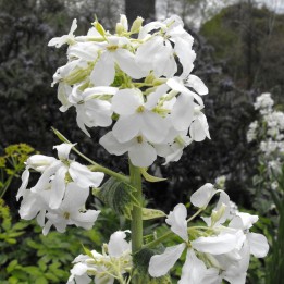 Honesty, White - Seeds