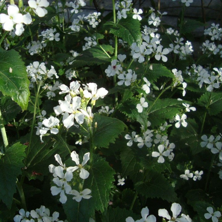 Honesty, White - Seeds