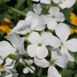 Honesty, White - 20 seeds