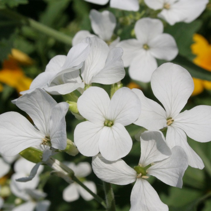 Honesty, White - Seeds