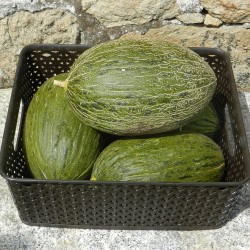 Melon, Piel de sapo - 60 seeds