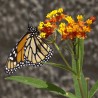 Asclepias curassavica - 1 plant