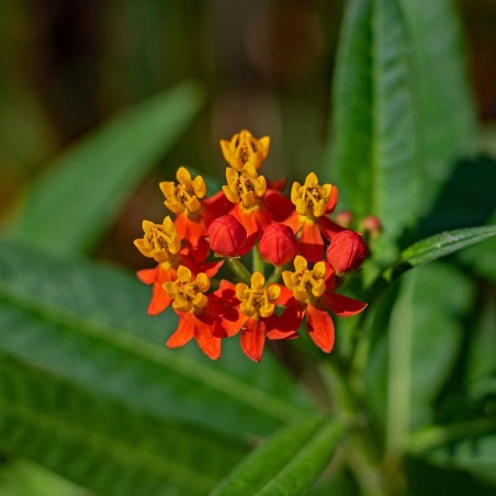 Asclepias curassavica seeds