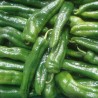 Sweet pepper, Italian Green - Seeds