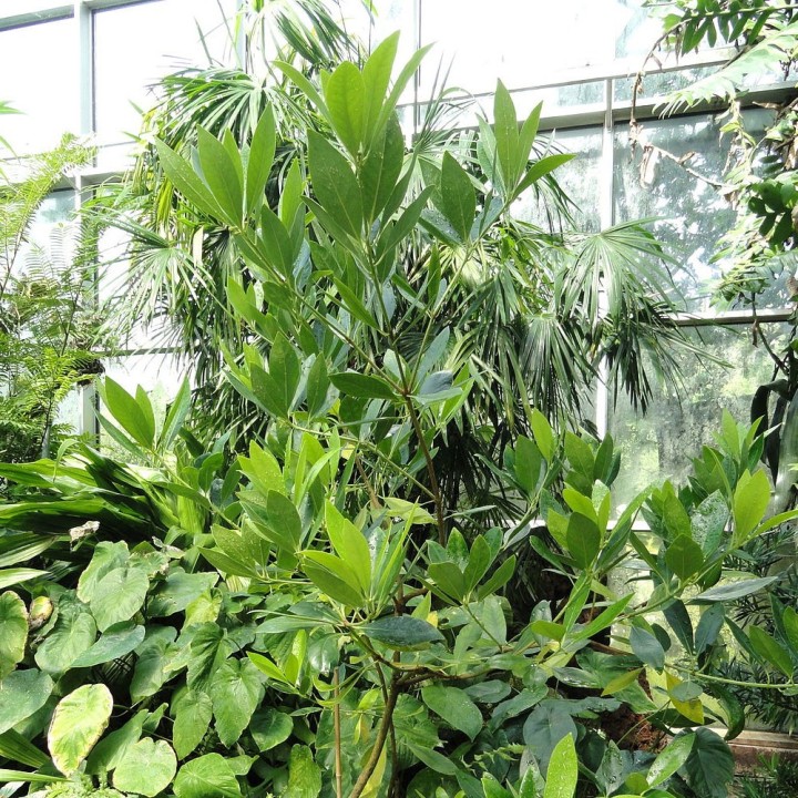 Star anise seeds (Illicium verum seeds) to grow | AmongSeeds