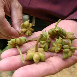 Star anise - 10 seeds