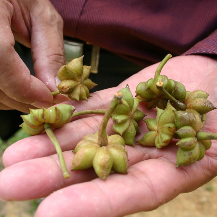 Star anise seeds (Illicium verum seeds) to grow | AmongSeeds