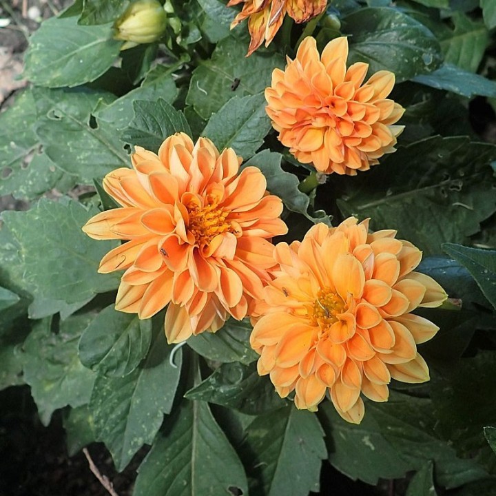 Colorful Dahlia Seeds (Dahlia variabilis Figaro) | Seed Store