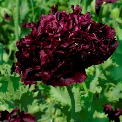 Papaver somniferum, Black Peony - 500 seeds