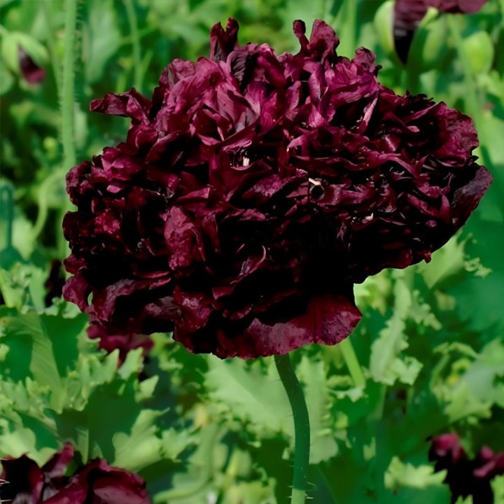 Black Peony Poppy Seeds (Papaver somniferum) | Seed Store