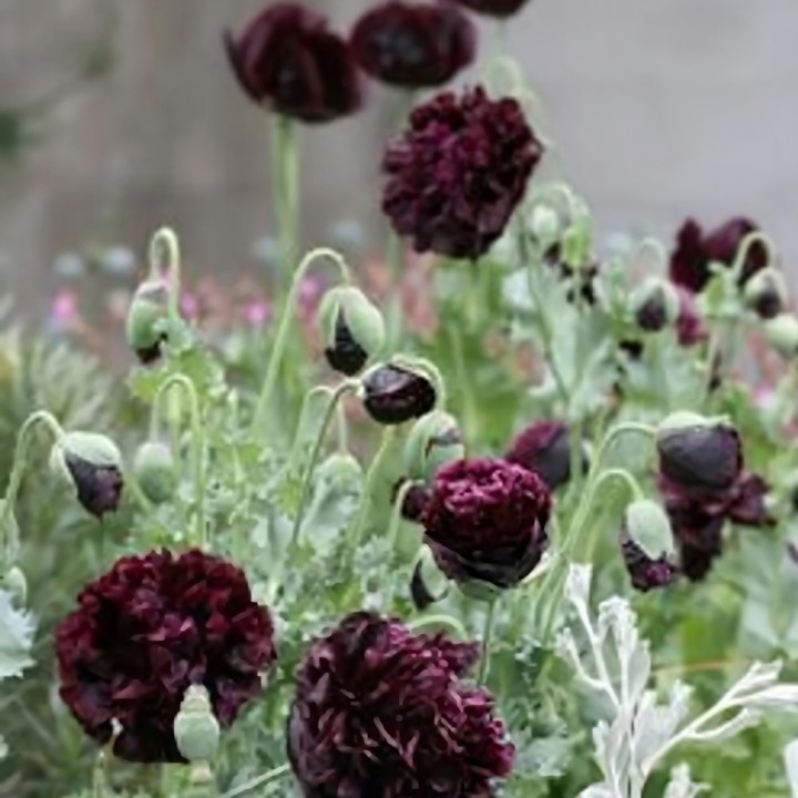 Black Peony Poppy Seeds (Papaver somniferum) | Seed Store