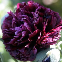 Papaver somniferum, Black Peony seeds