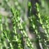 Conehead thyme - 250 seeds