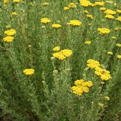 Sweet yarrow - 1000 seeds