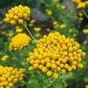 Sweet yarrow - 1000 seeds