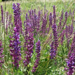 Meadow sage - 100 seeds