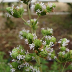 Marjoram - 400 seeds