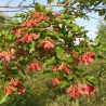 Amur maple - 15 seeds