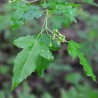 Amur maple - 15 seeds