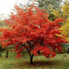 Amur maple seeds