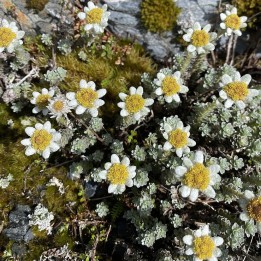 Leucogenes grandiceps seeds