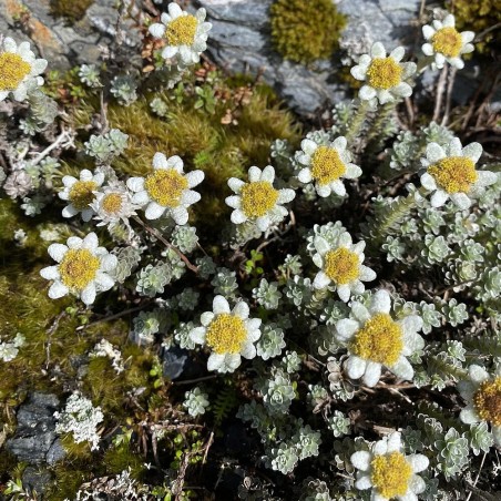 New Zealand Edelweiss - 30 seeds