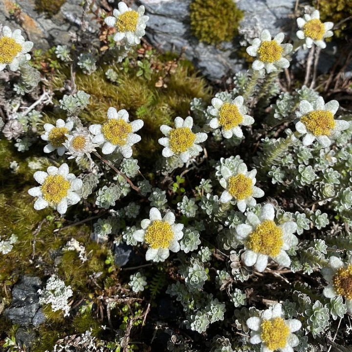 Leucogenes grandiceps seeds