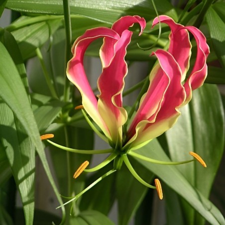 Gloriosa rothschildiana - 10 seeds