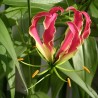 Gloriosa rothschildiana - 10 seeds