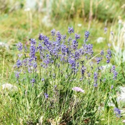 Lavender - 200 seeds