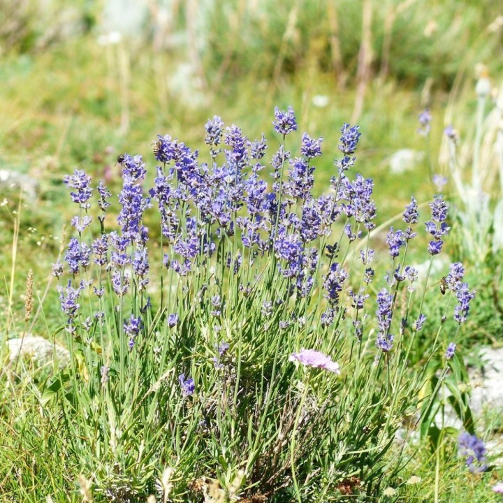 Lavender - 200 seeds