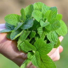 Lemon balm - Seeds