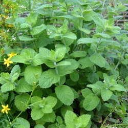 Lemon balm - 200 seeds