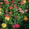 Zinnia Elegans 'Mix' - 75 seeds