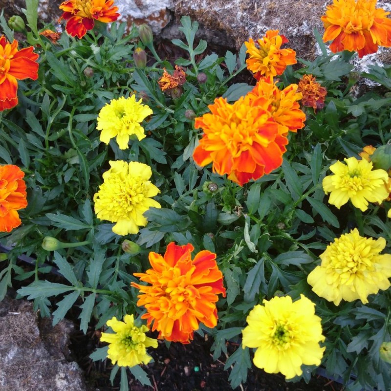 Tagetes - 75 seeds