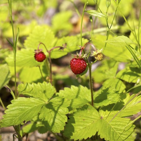 Wild strawberries Rügen - 50 seeds