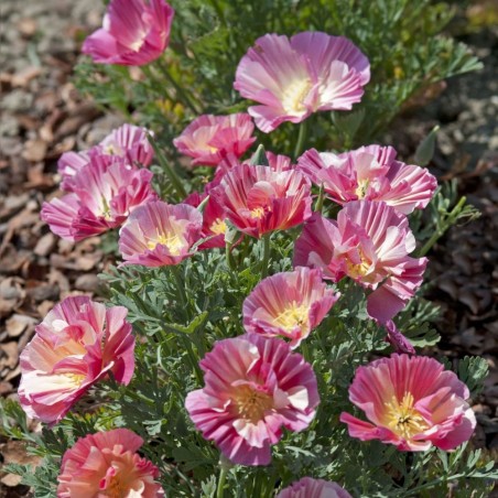 California poppy, Thai Silk Rose Chiffon - Seeds